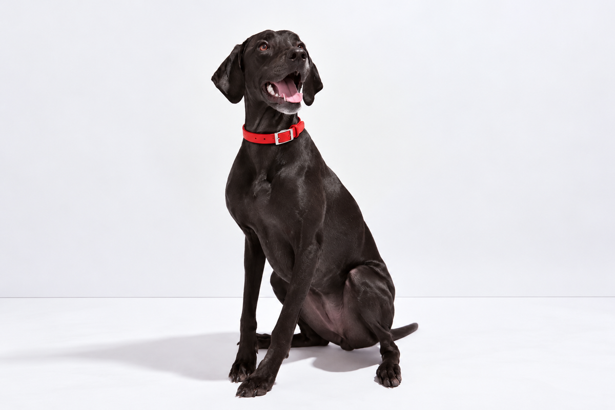 How to Choose the Best Dog Collar for Your Dog