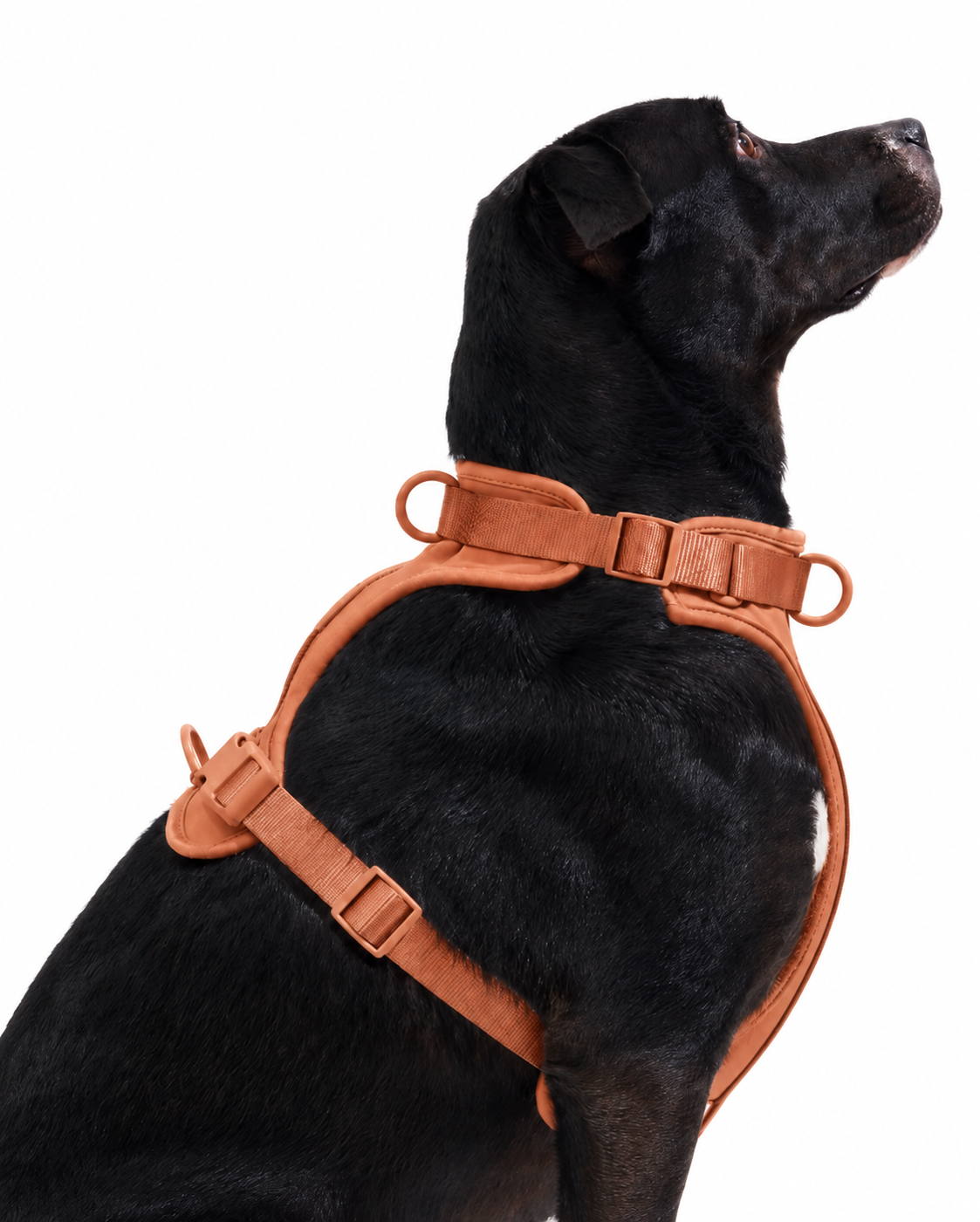 Dog Vest Harness