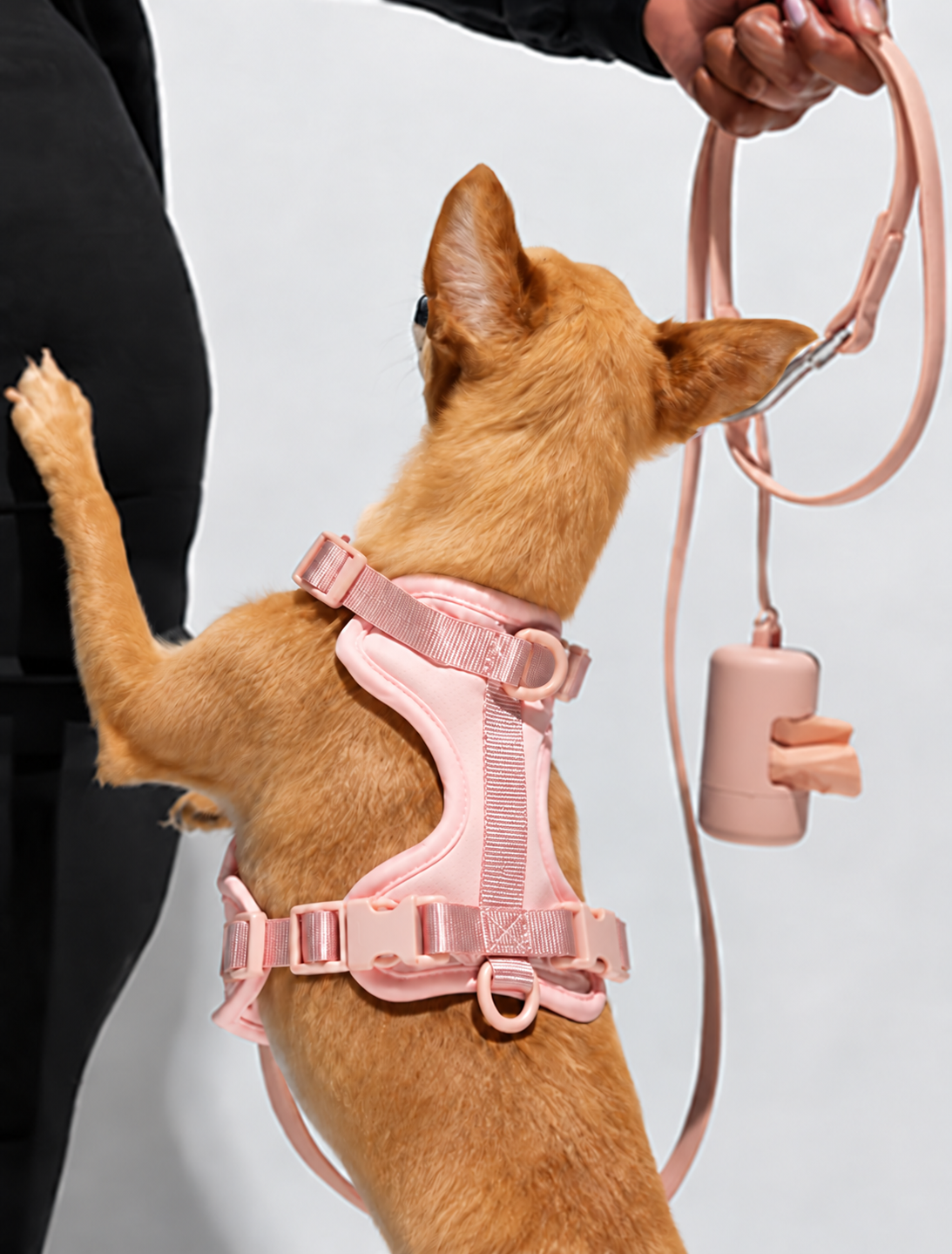 Dog Walk Kits
