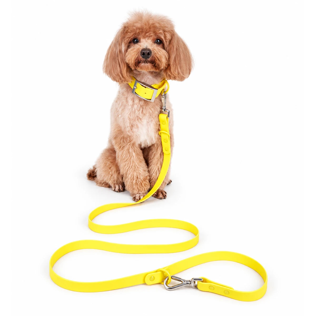 Regular Leash
