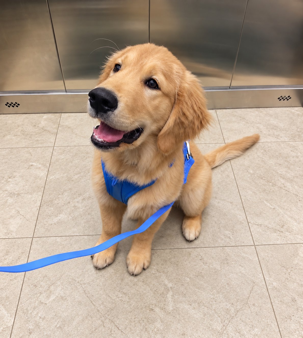 Golden retriever puppy wearing the blue EverPaw harness and leash set