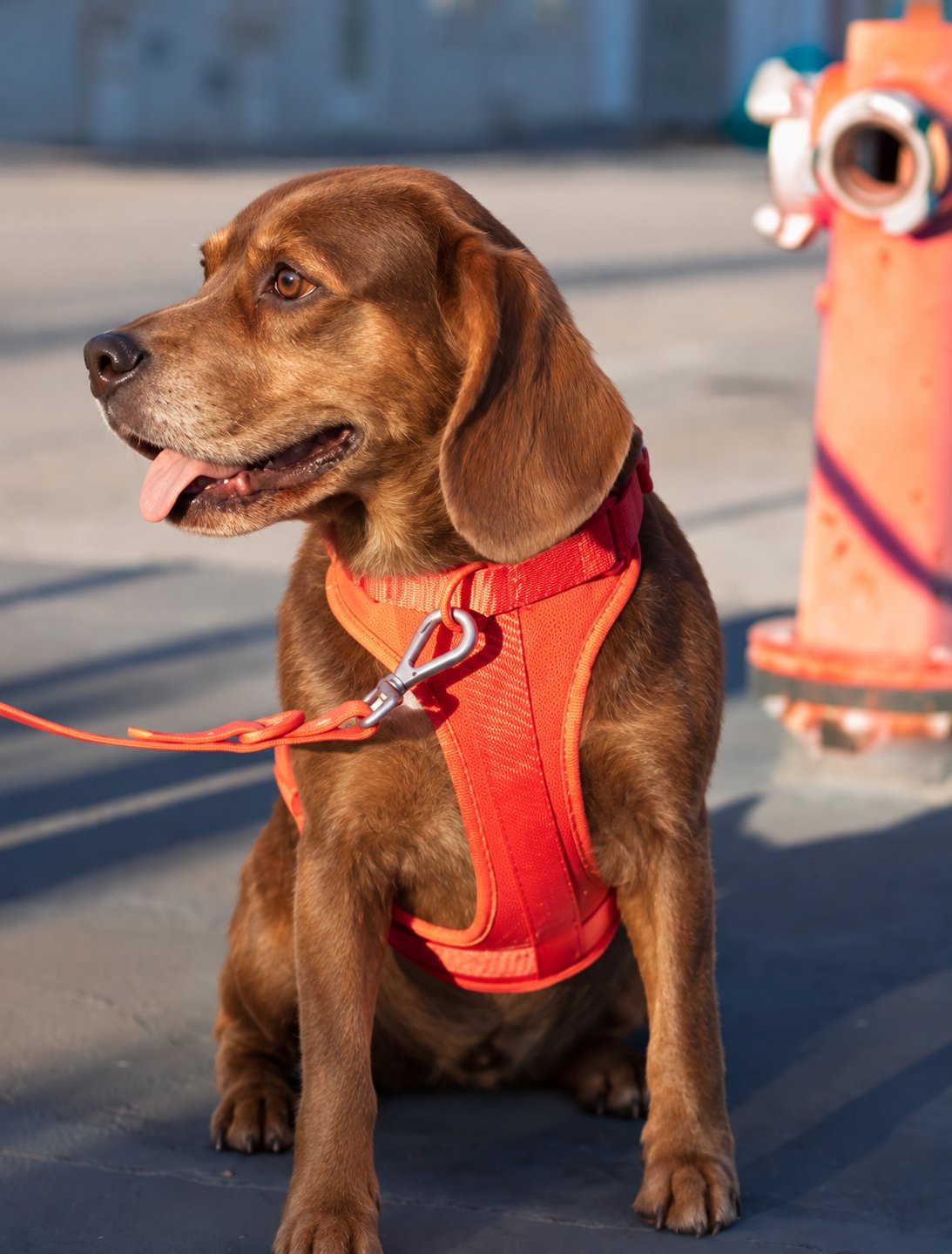Brown dog wearing the orange-red EverPaw harness on a walk