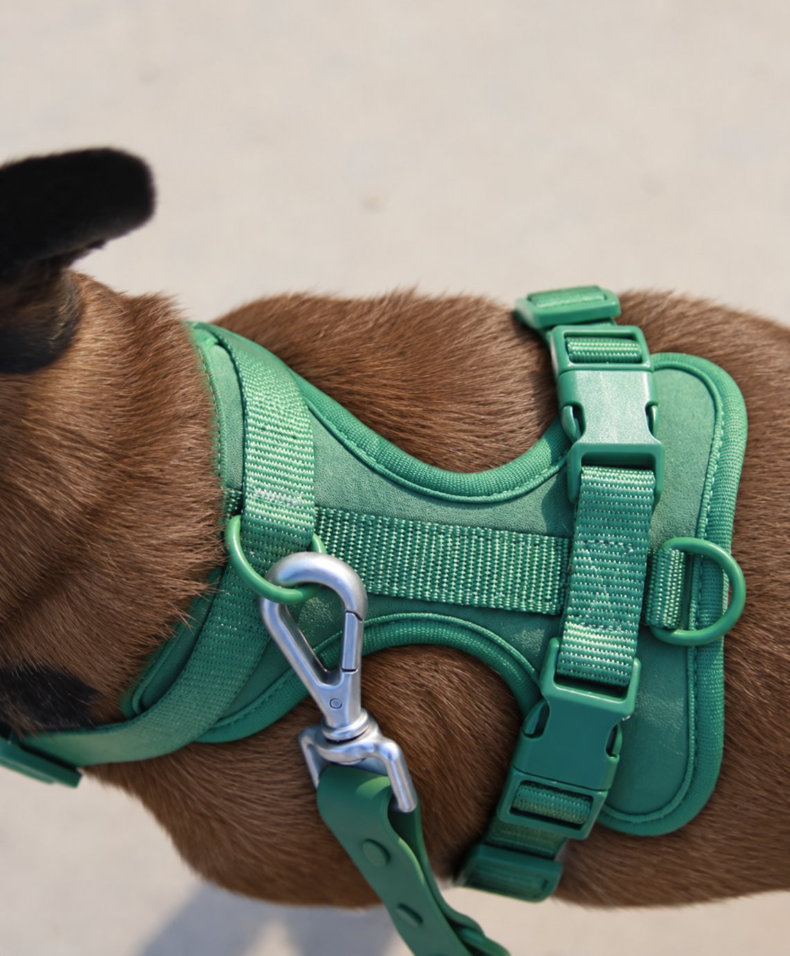 Close-up of the green EverPaw harness showing padded body, buckles and D-rings